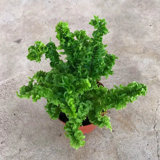 Nephrolepis ex. 'Emina' - 4"