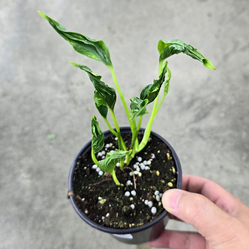 EPIPREMNUM - Epipremnum Aureum  'Shangri La' - 4"