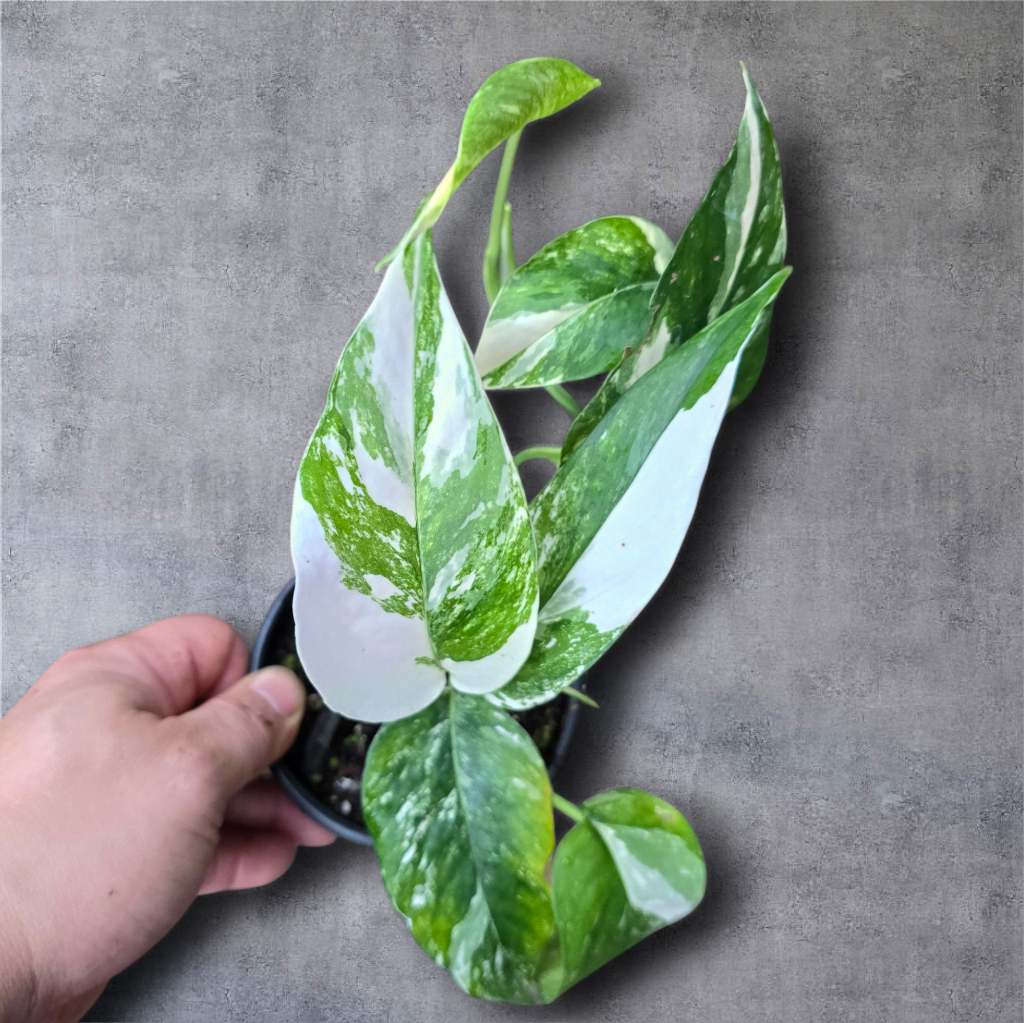 EPIPREMNUM - Epipremnum Pinnatum Albo Variegata - 4"