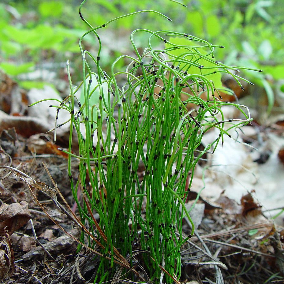 Dwarf horsetail - 2"