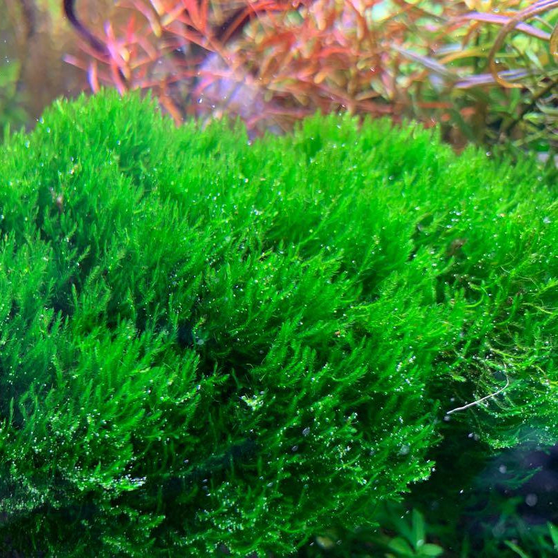 Flame Moss - small cup