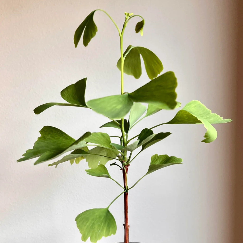 Ginkgo biloba - 4"