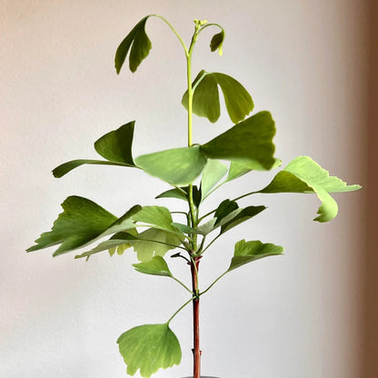 Ginkgo biloba - 4"
