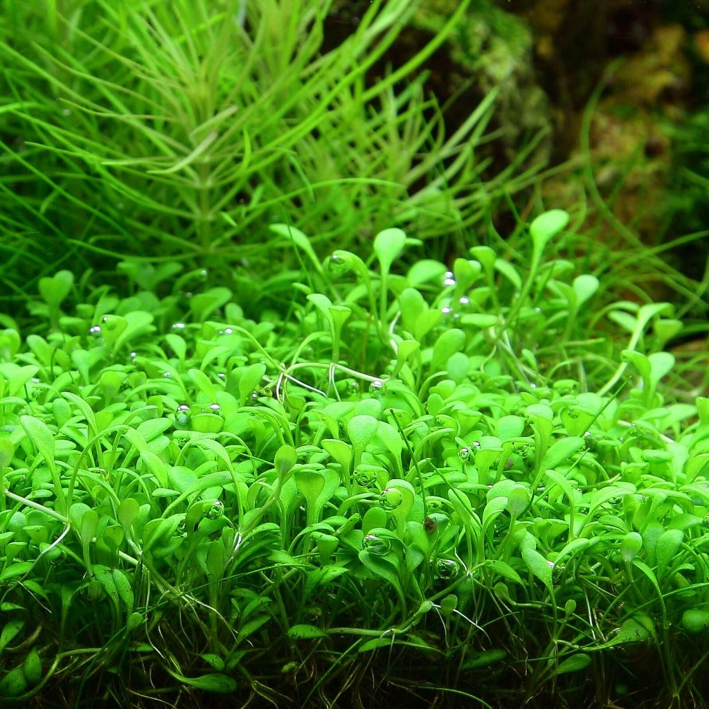 Glossostigma - 2" pot