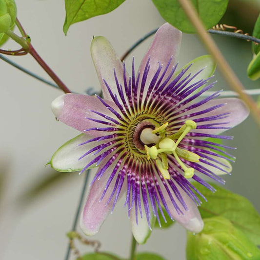Passiflora edulis - 4"
