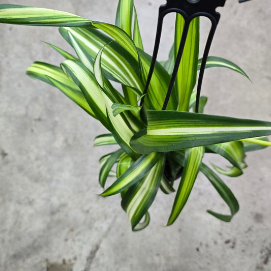 HANGING PLANTS - Chlorophytum Comosum 'Hawaiian' - 4" HB