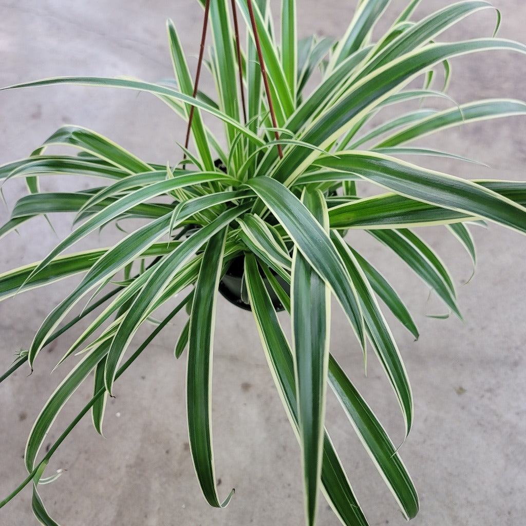 Chlorophytum comosum 'Ocean'  - 4