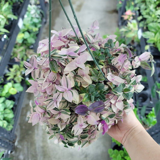 HANGING PLANTS - Tradescantia 'Pink Princess' - 6" HB