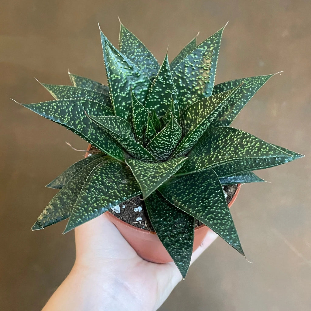 Haworthia rafiki - 4"