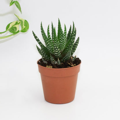 Haworthia super faciata - 2"