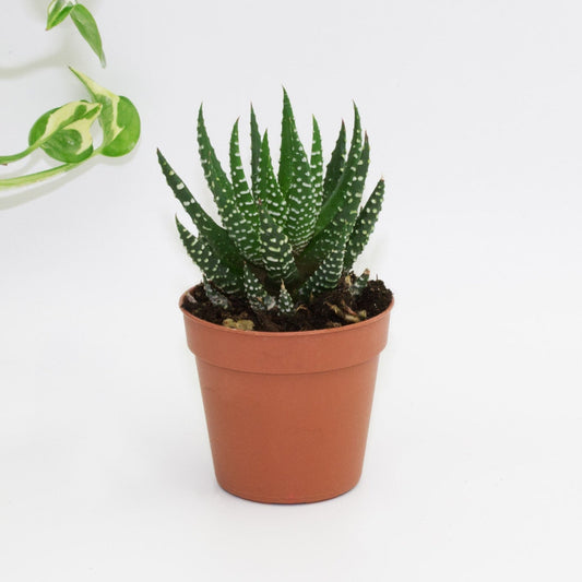 Haworthia super faciata - 2"