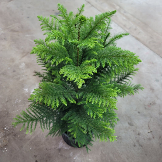 HIGH LIGHT PLANTS - Araucaria Heterophylla - 10"