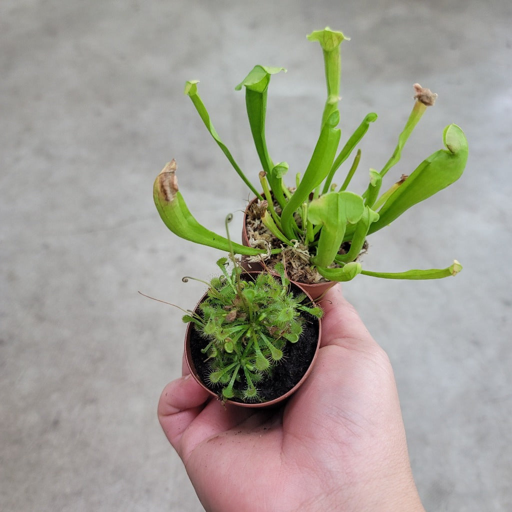 HIGH LIGHT PLANTS - Carnivorous Plants Assorted - 2"