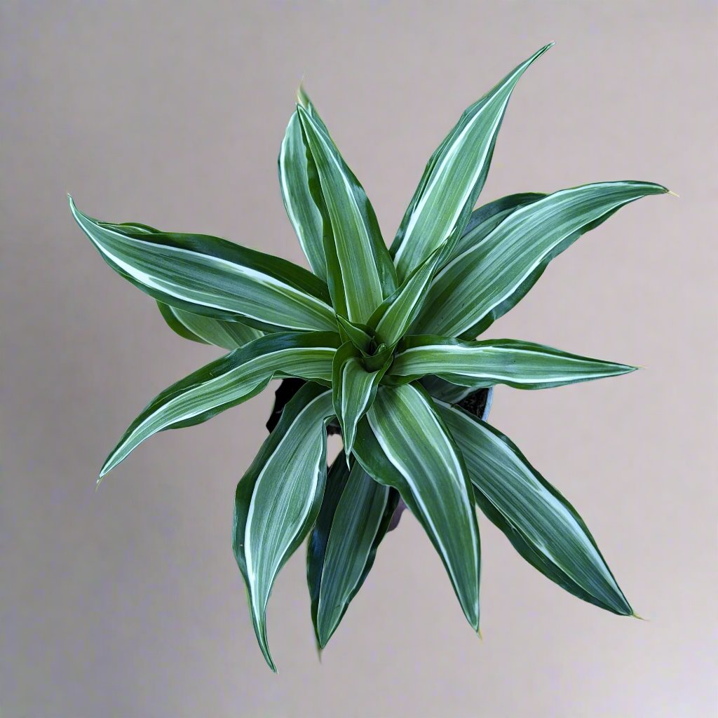 Dracaena 'Kanzi' - 4