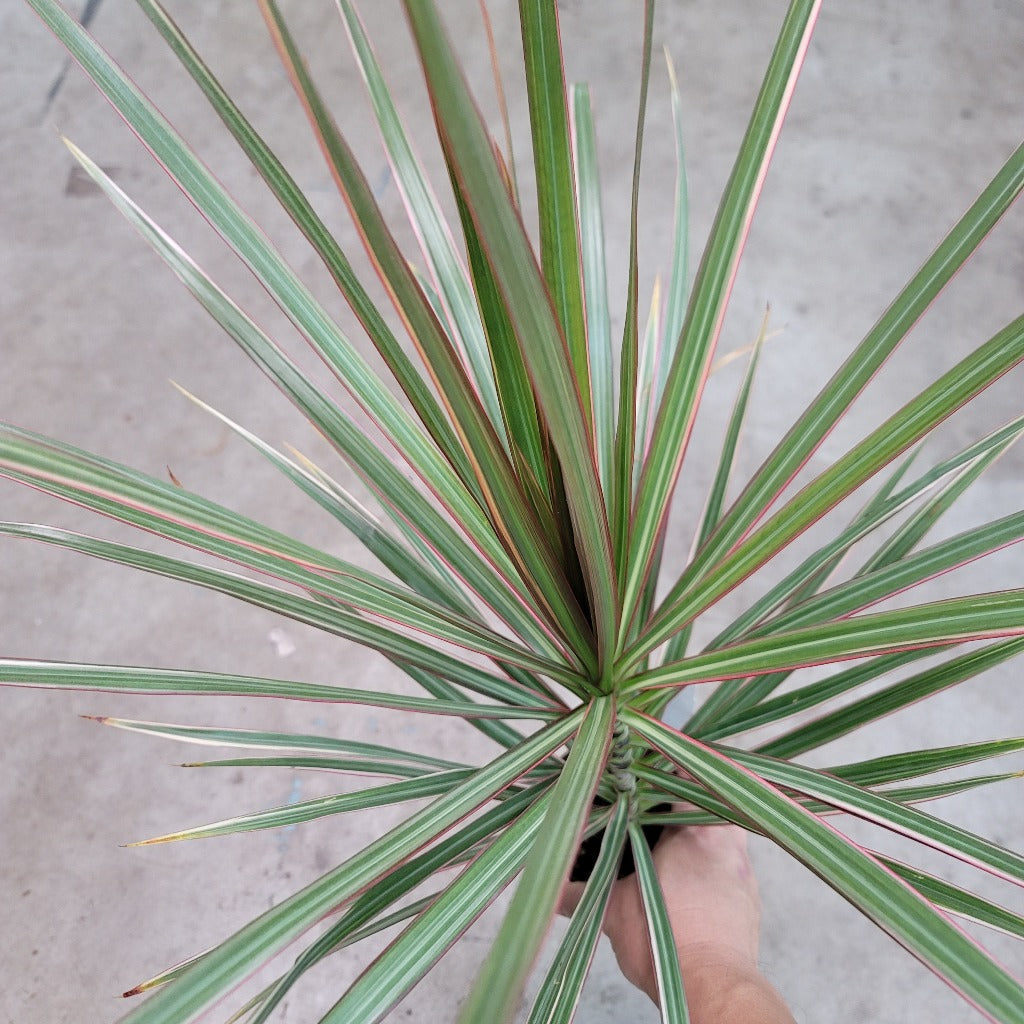 Dracaena marginata 'Bicolor' - 6