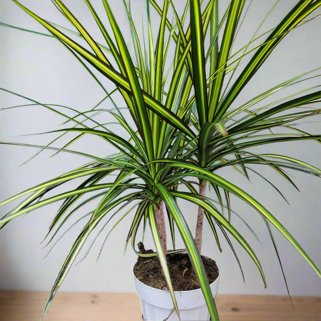 Dracaena marginata 'Sun Ray' - 4