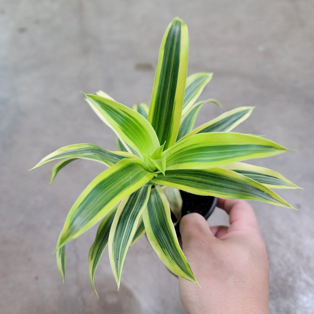 Dracaena reflexa 'Variegata' - 4