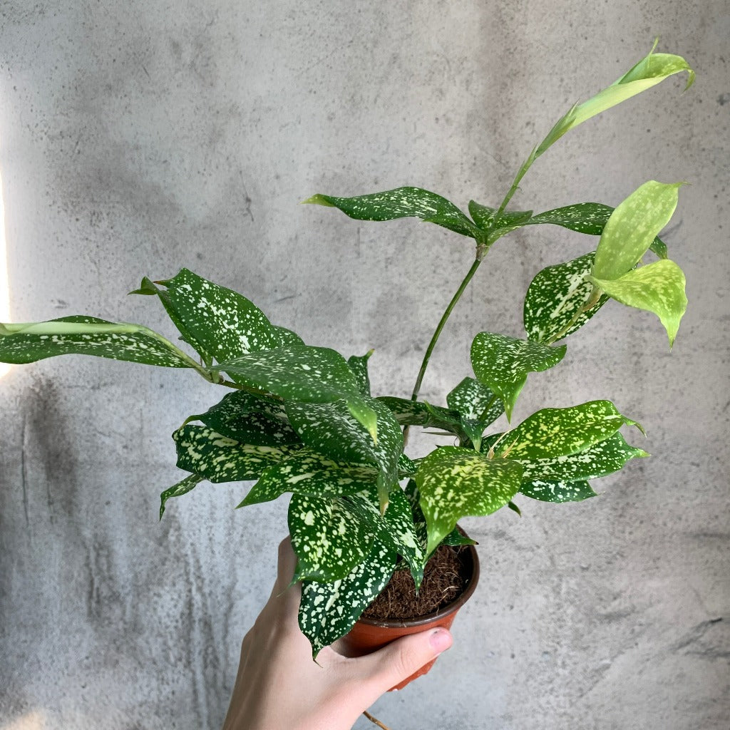 HIGH LIGHT PLANTS - DRACAENA SURCULOSA FLORIDA BEAUTY - 4"