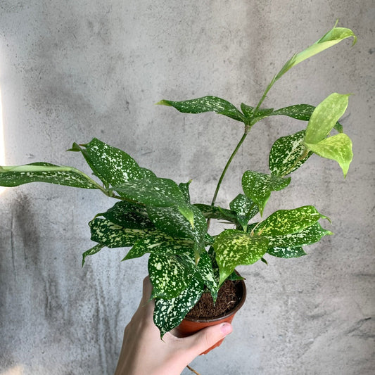 HIGH LIGHT PLANTS - DRACAENA SURCULOSA FLORIDA BEAUTY - 4"