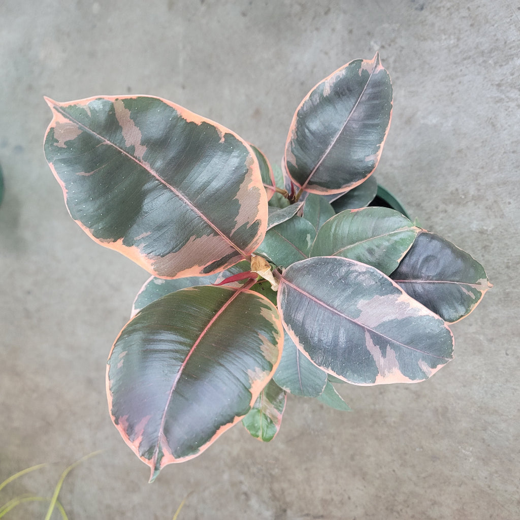 Ficus elastica 'Ruby' - 6