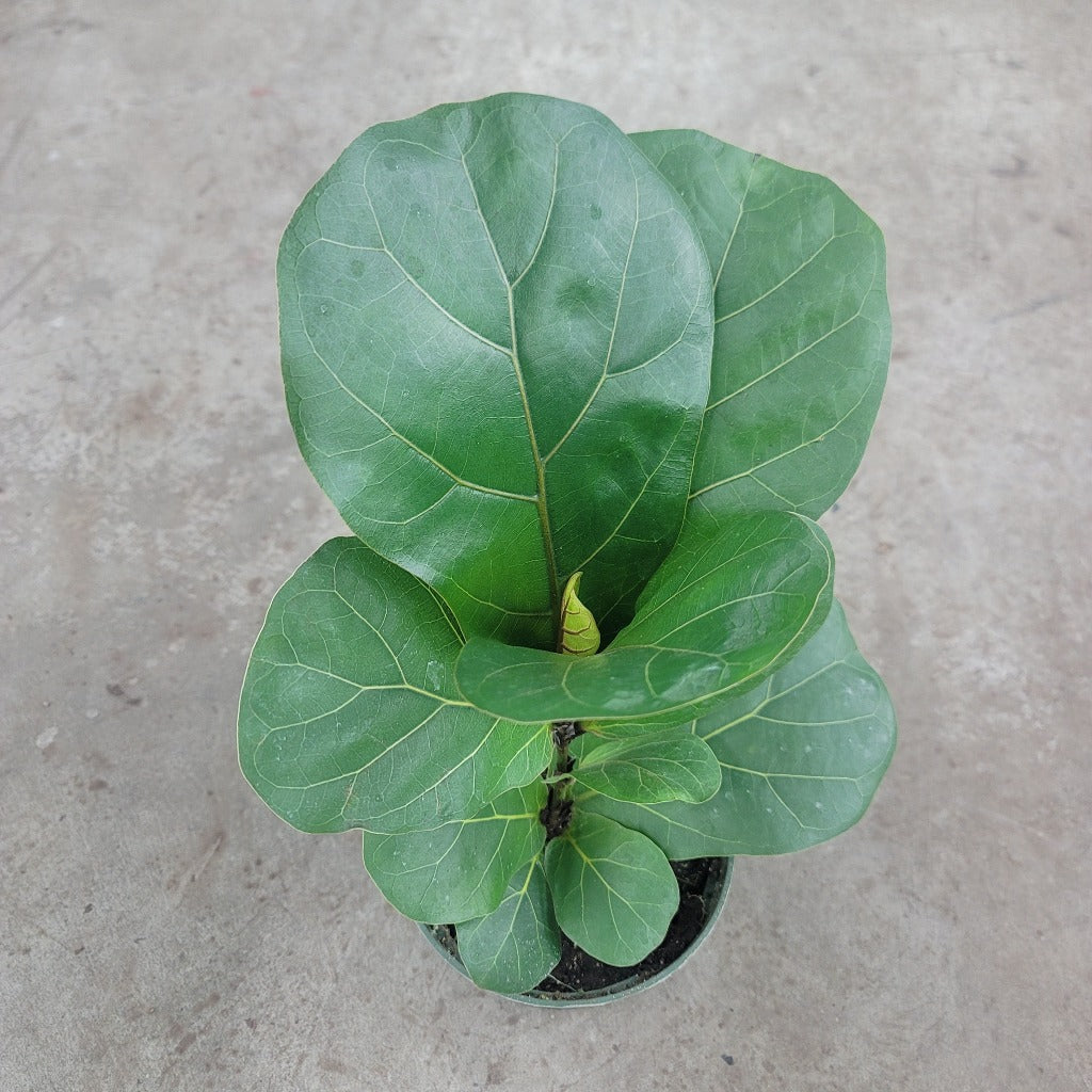 HIGH LIGHT PLANTS - Ficus Lyrata - 6"
