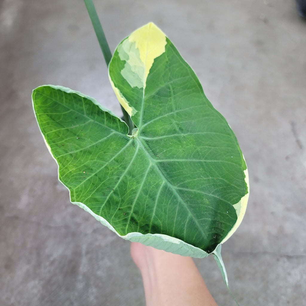 HIGH LIGHT PLANTS - Mickey Mouse Taro - 4"