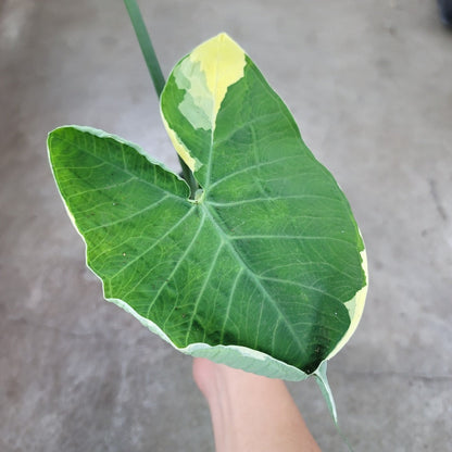 HIGH LIGHT PLANTS - Mickey Mouse Taro - 4"