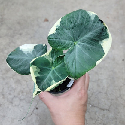 HIGH LIGHT PLANTS - Mickey Mouse Taro - 4"