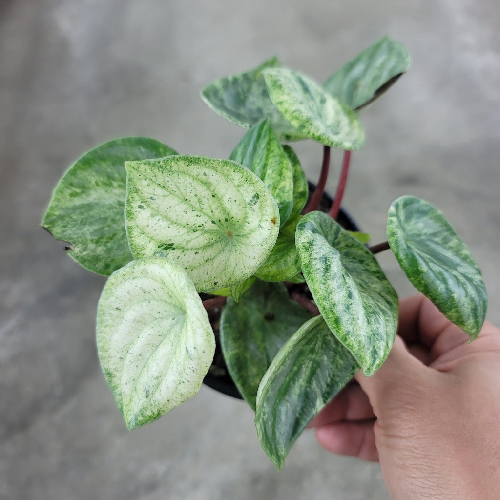 Peperomia argyreia variegated- 4