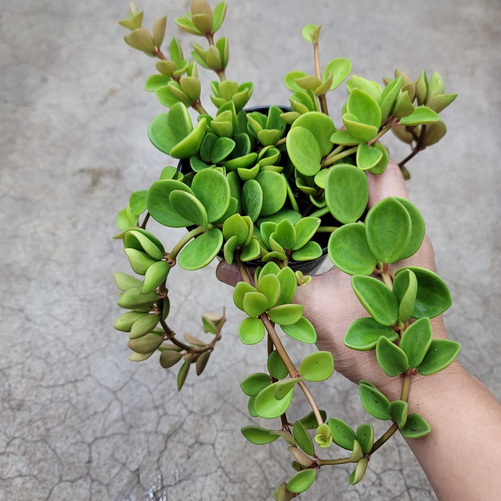 Peperomia hope - 4