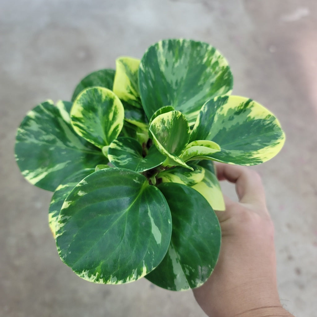 Peperomia obtusifolia  'Marble' - 4