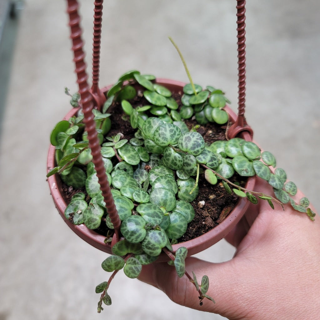 Peperomia prostrata - HB - 4