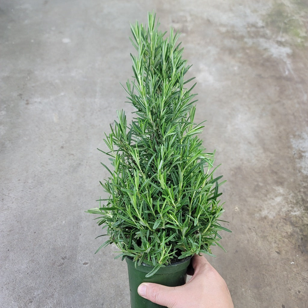 HIGH LIGHT PLANTS - Rosemary Topiary - 4"