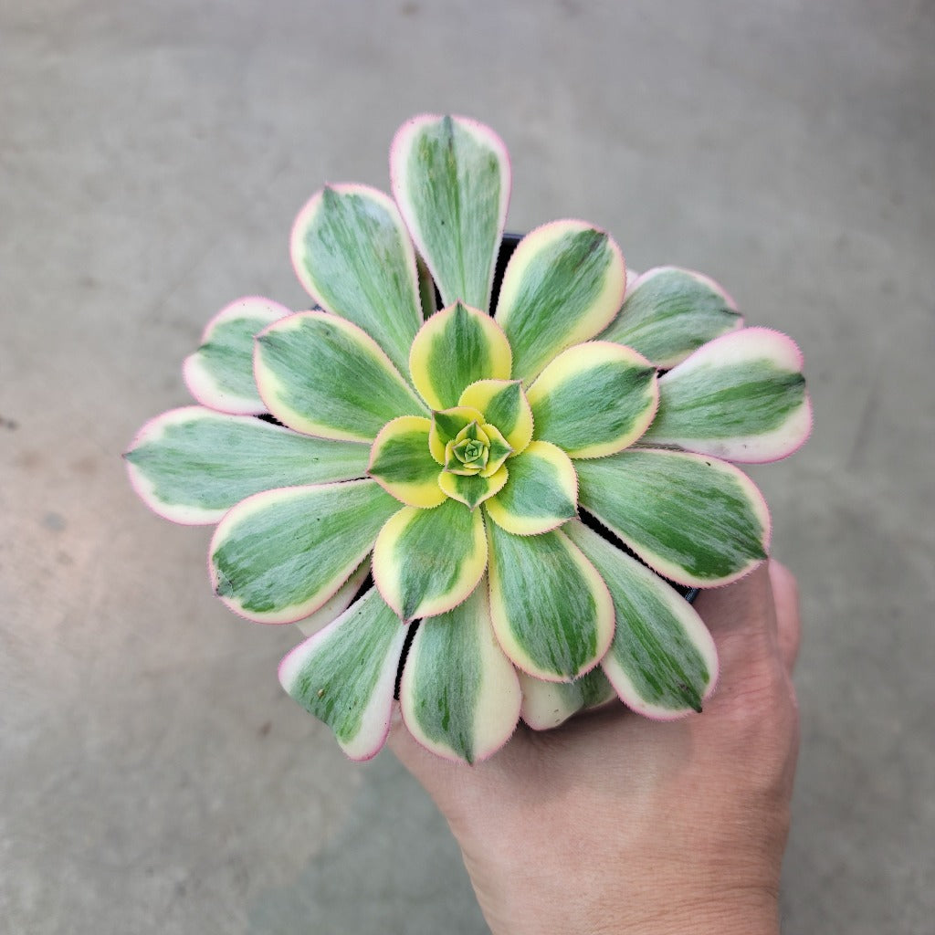HOUSEPLANTS - AEONIUM SUNBURST - 4"