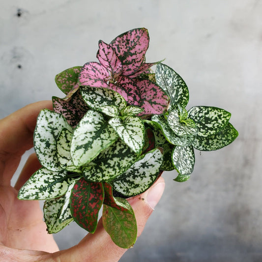 HOUSEPLANTS - ASSORTED POLKA DOT PLANT - 2"