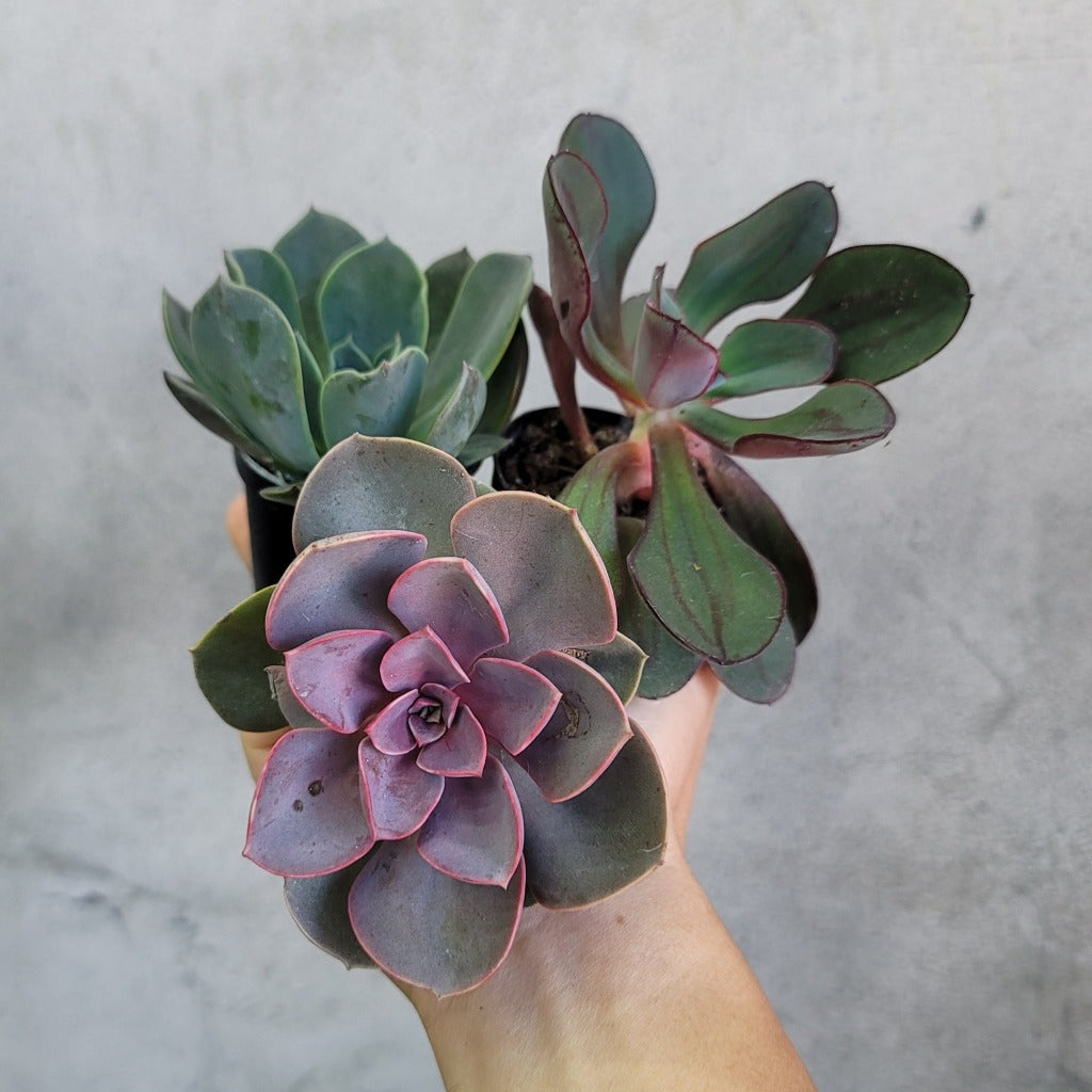 Echeveria assorted - 2