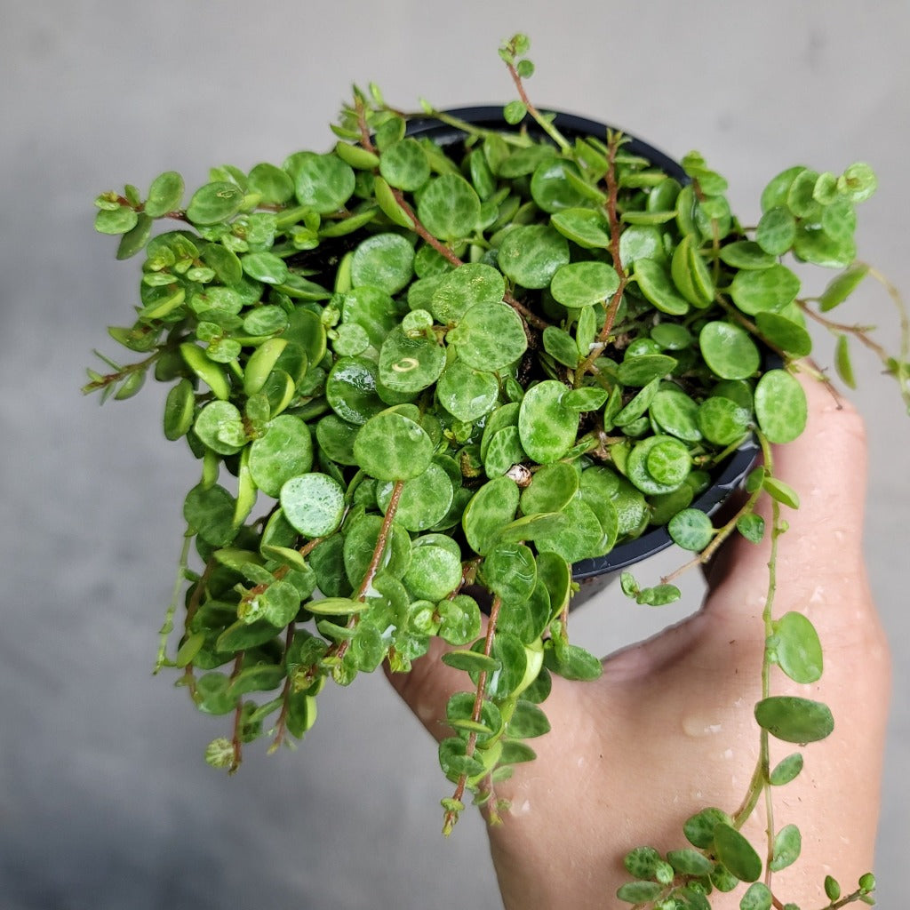 String of Trailing Plants - Bundle & Save