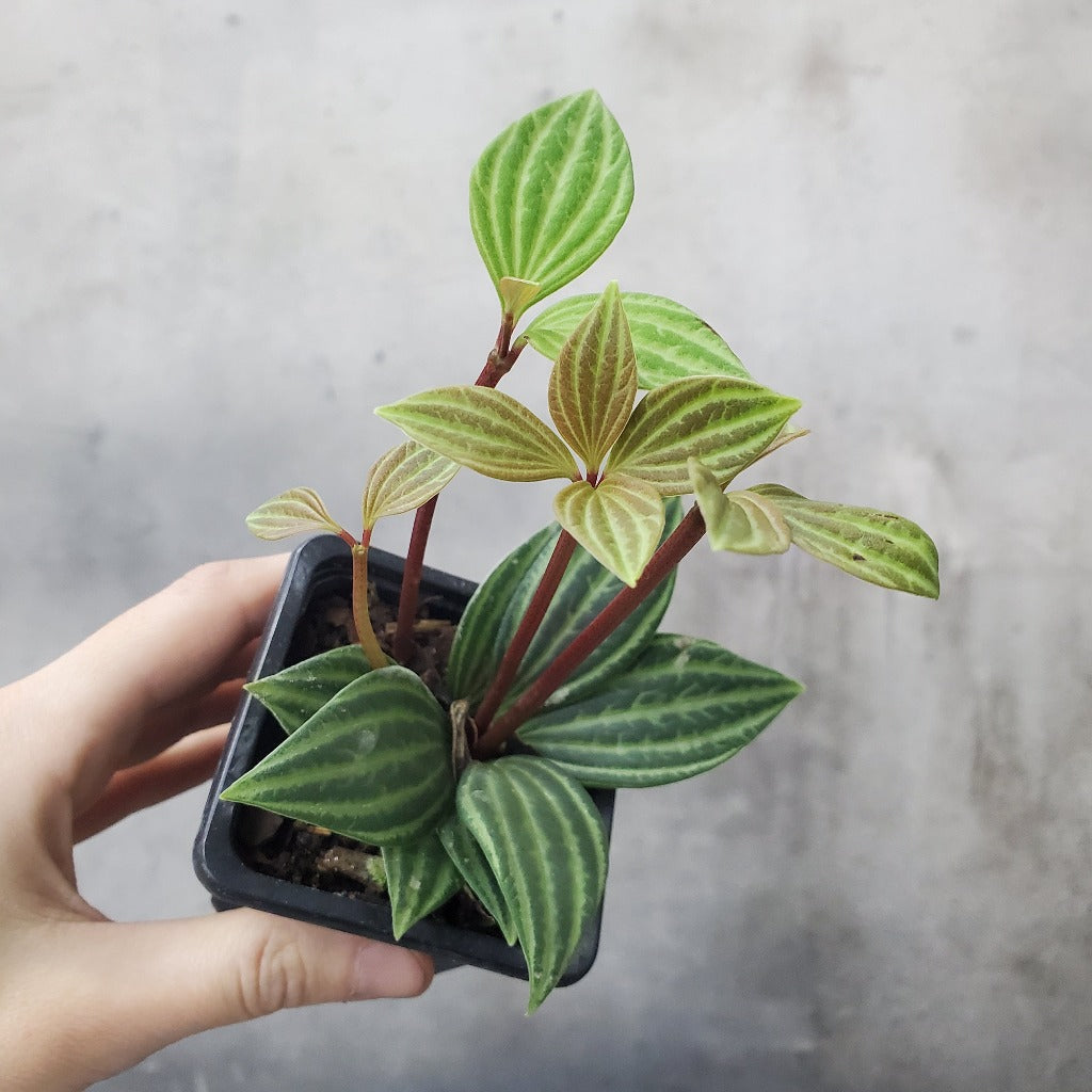 HOUSEPLANTS - PEPEROMIA STILT - 3"