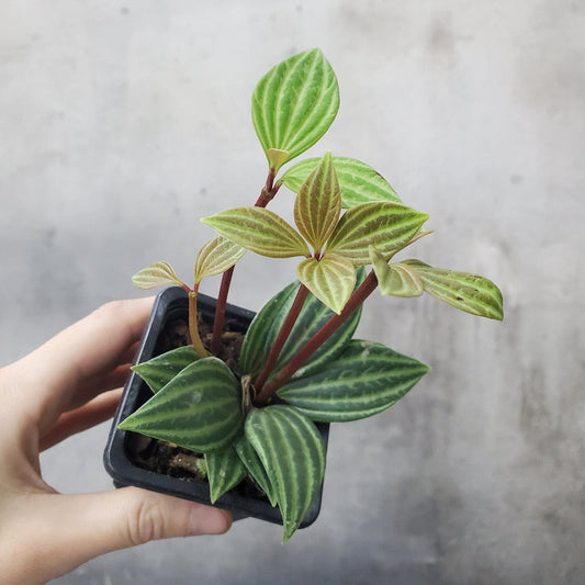 HOUSEPLANTS - PEPEROMIA STILT - 3"