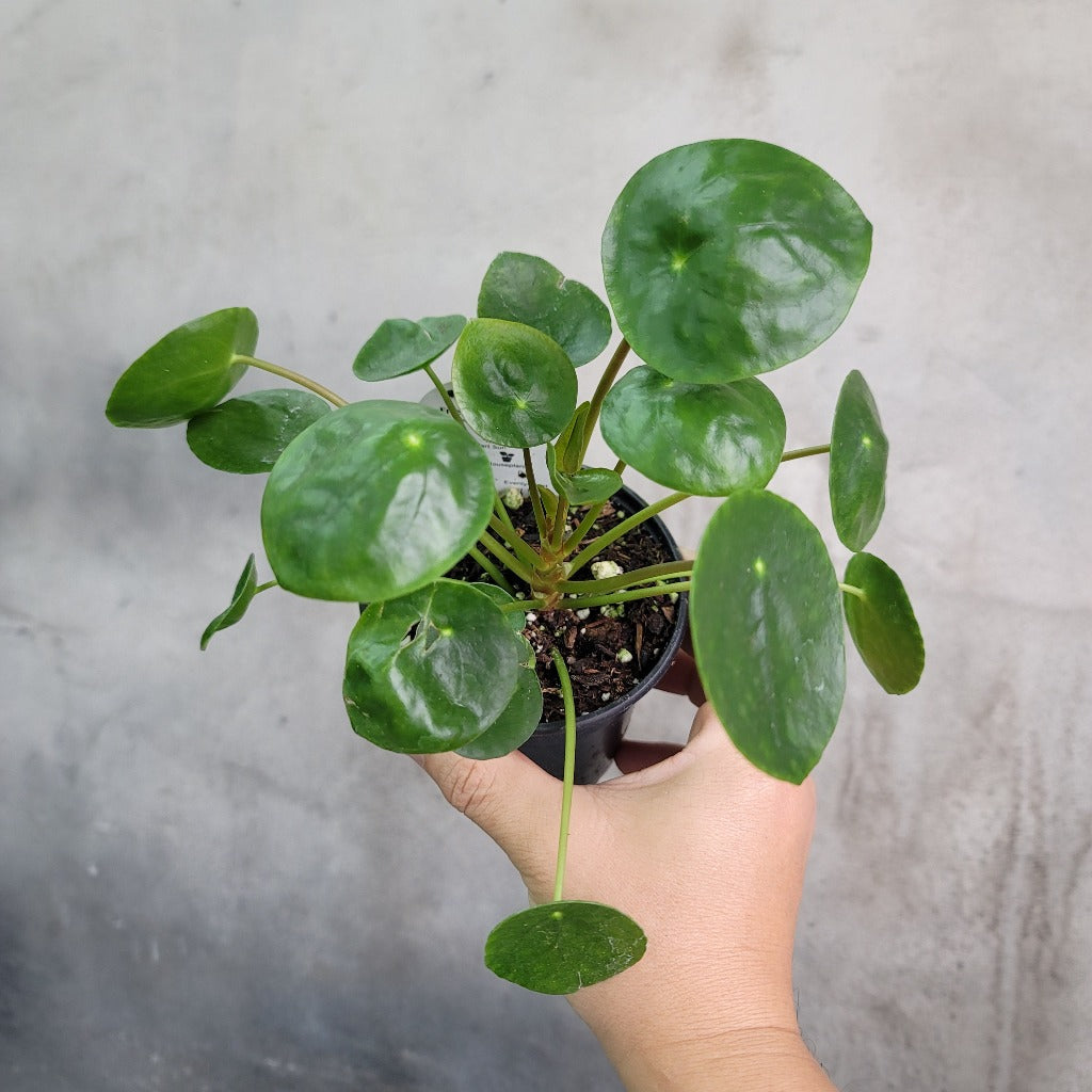 Pilea - Bundle & Save