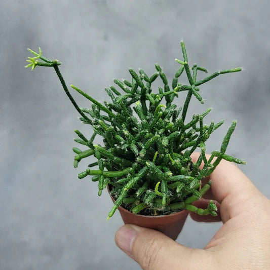 Starter plant (assorted) - plug