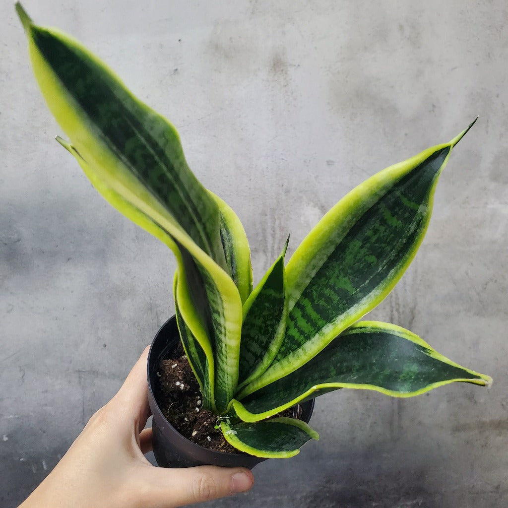 Sansevieria - Bundle & Save