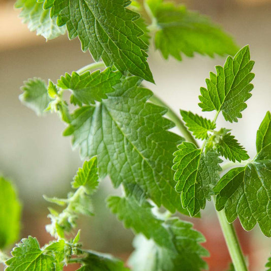 Catnip - 3.5"