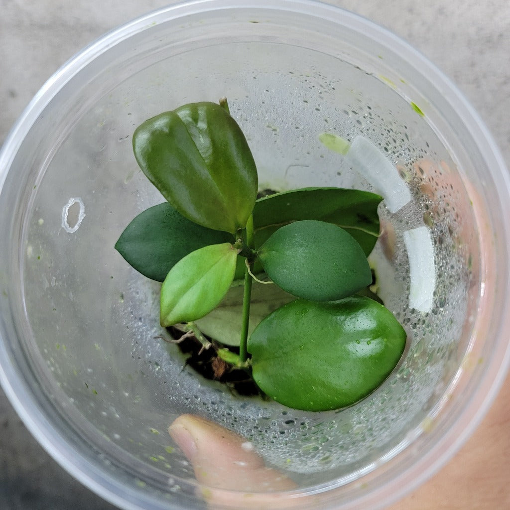 Hoya anulata - cutting