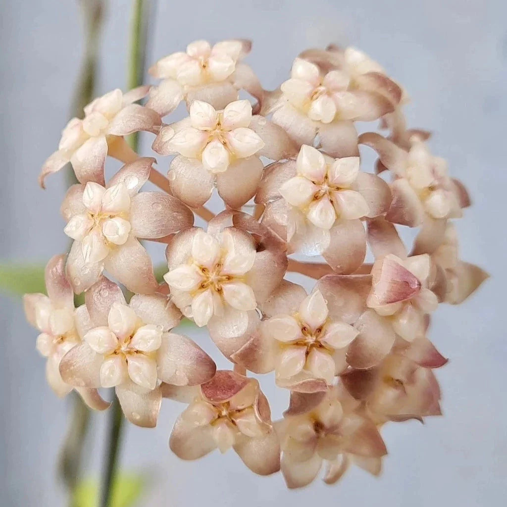 Hoya crassipetiolata - 4