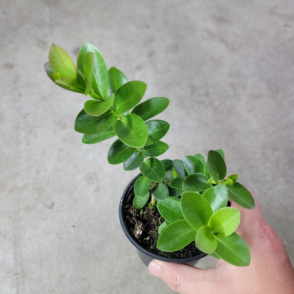 Hoya cumingiana - 4