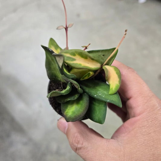 HOYA - Hoya 'DS 70 Variegated' - 2"