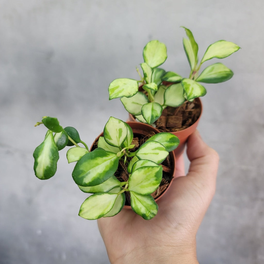 Hoya heuschkeliana variegata - 4