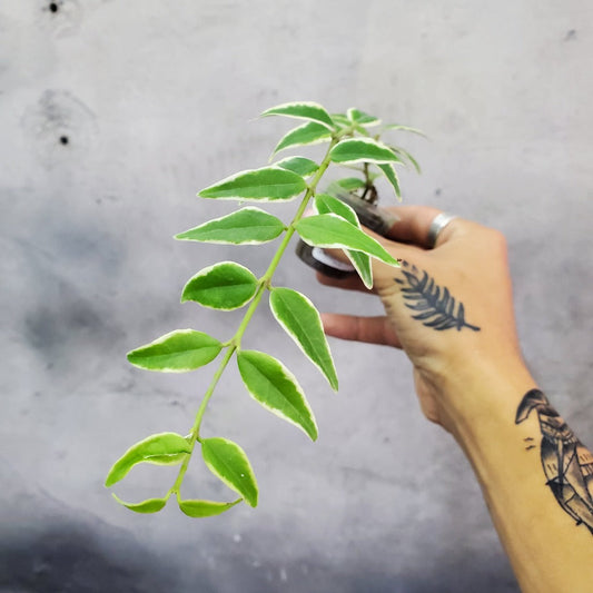 HOYA - HOYA LANCEOLATA 'BELLA ANNEKE BUIS'