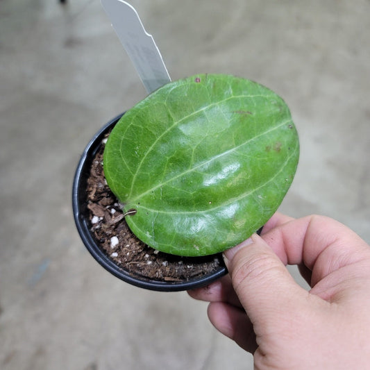 HOYA - Hoya Latifolia Sp 'Sarawak' - 4"